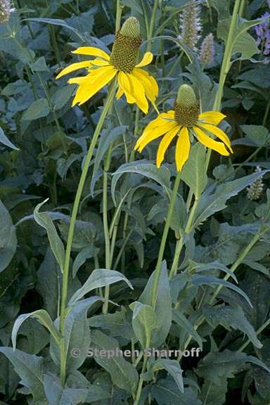 rudbeckia californica var californica 1 graphic